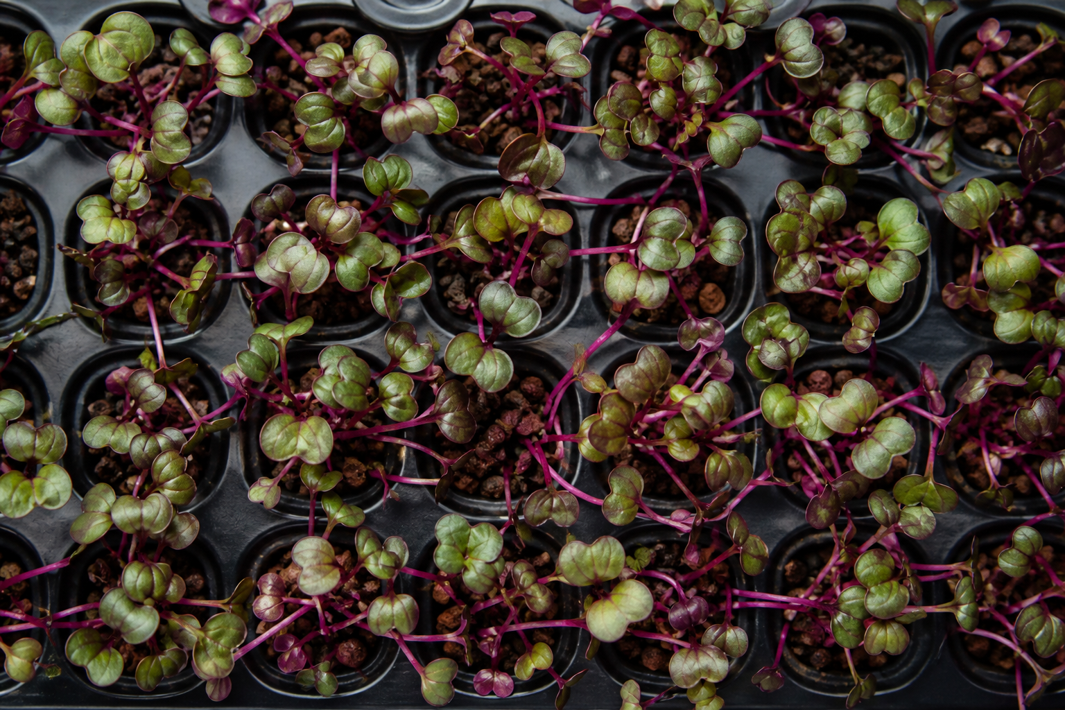 Pak Choi Red mikrozöld