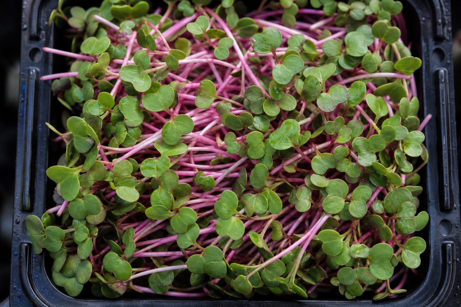 Retek China Rose mikrozöld